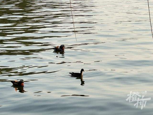 西湖里的鸳鸯被弹弓打死？ 景区介入调查，已初步锁定伤害小鸳鸯的人